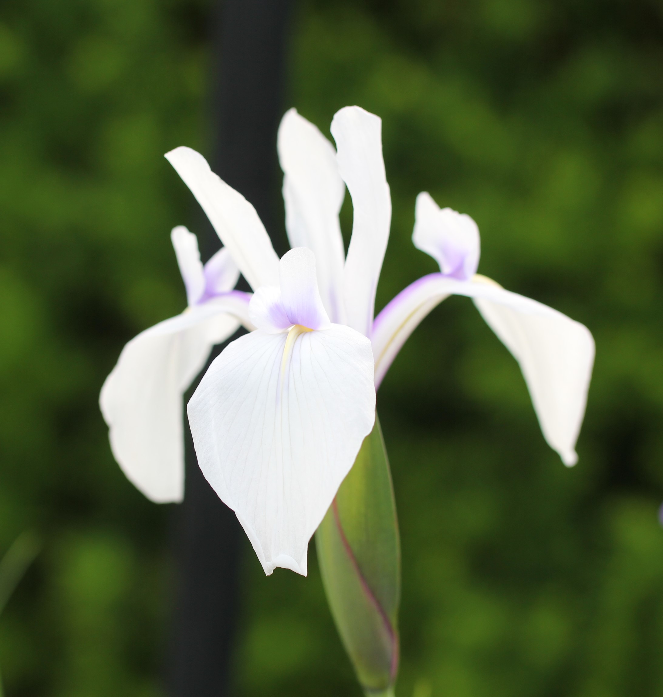 白花カキツバタ'水鶏’（園主作出の新花）　202203.jpg